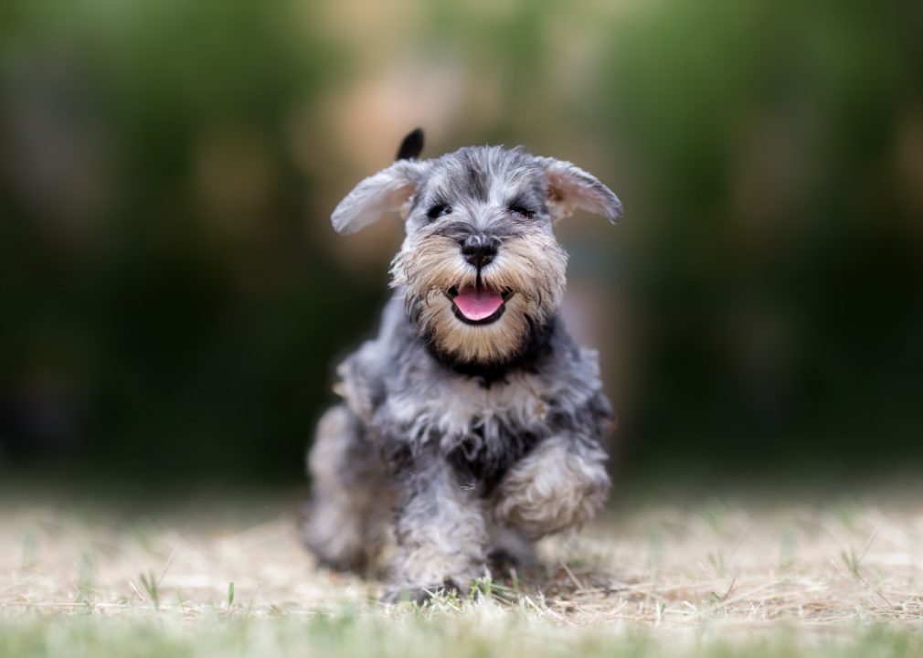 Miniature schnauzers